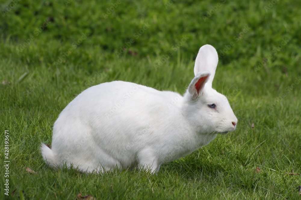 Un lapin blanc en liberté Un lapin blanc en liberté
