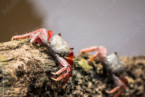 Mangrove Tree Crab (2/4)