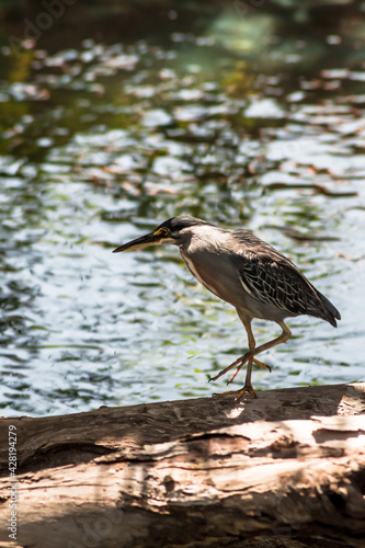 Striated Heron (2/2)
