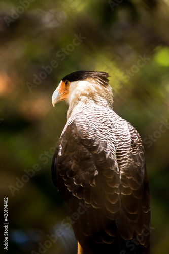 Southern Crested Caracara (3/3)