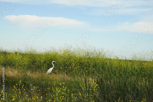 A great white egret enjoying a beautiful spring day at the Merced National Wildlife Refuge, in the northern San Joaquin Valley, California.