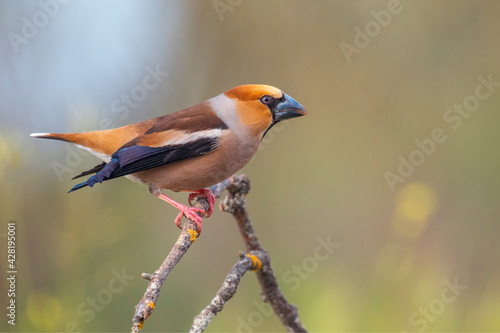 hawfinch perched on a branch, focused background