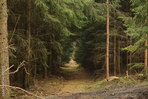 path in the forest