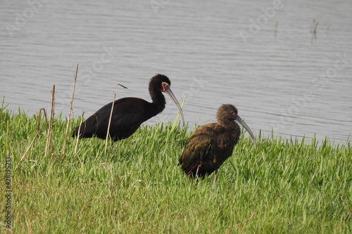 A pair of glossy ibis enjoying a beautiful spring day at the Merced National Wildlife Refuge, in the northern San Joaquin Valley, California. photo