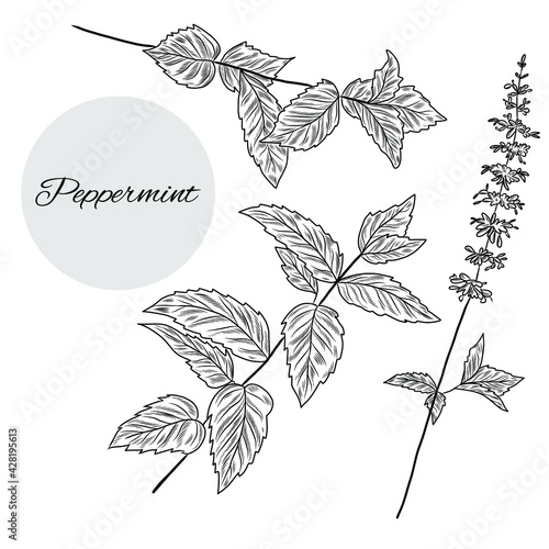 Set of peppermint plant illustrations, collection of hand drawn mint herbs