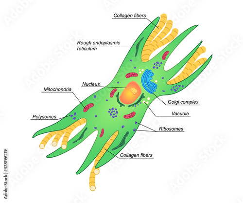 Vector Fibroblast illustration with description. Structure of dermis cell. Colorphul scheme of connective tissue on white background.