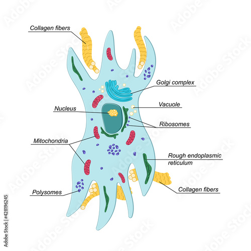 Vector Fibroblast illustration with description. Structure of dermis cell. Connective tissue. photo