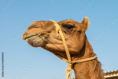 Kamel in einer Kamelfarm