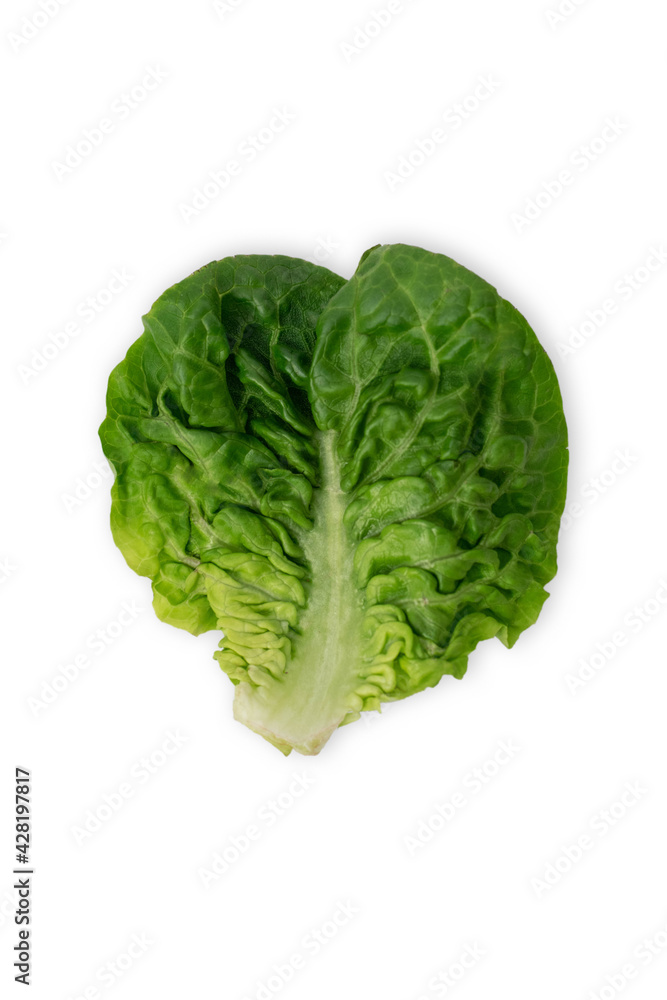freshly harvested little gem lettuce leaf on a white background freshly harvested little gem lettuce leaf on a white background