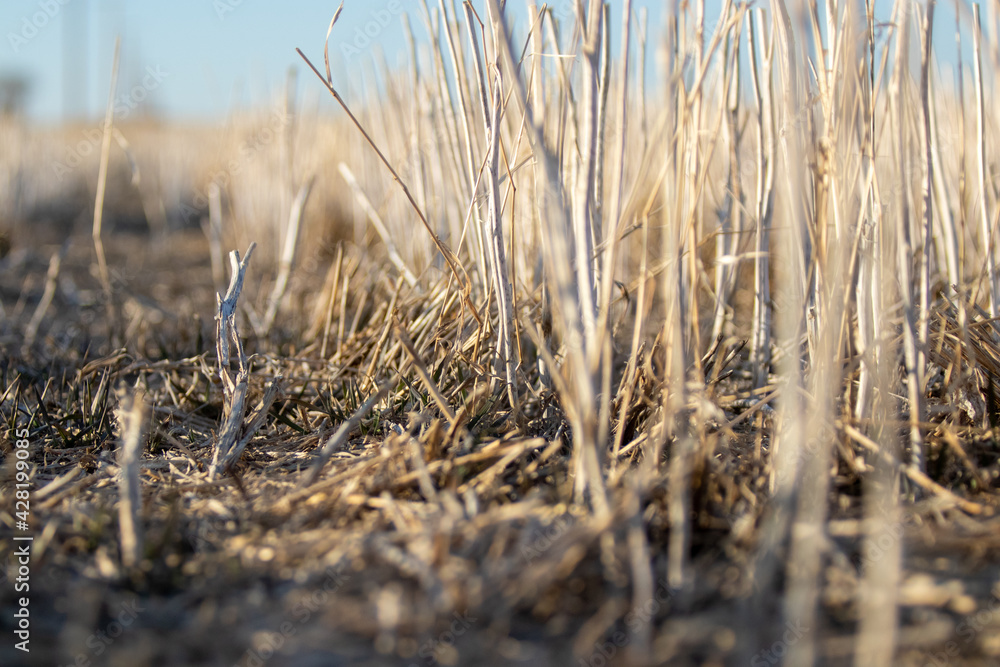 Obraz premium Standing canola (rapeseed) crop stubble in field in spring