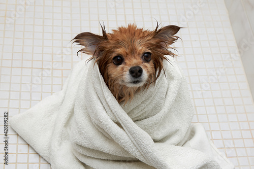 Wet ginger dog wrapped in a white towel dries after a shower