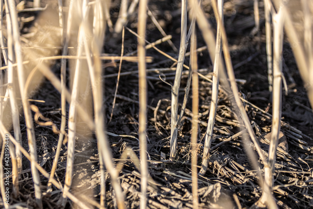 Standing canola (rapeseed) crop stubble in field in spring