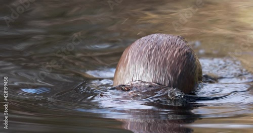 eurasian otter, Lutra lutra, displaying behaviour swimming and fishing in a river in Scotland.