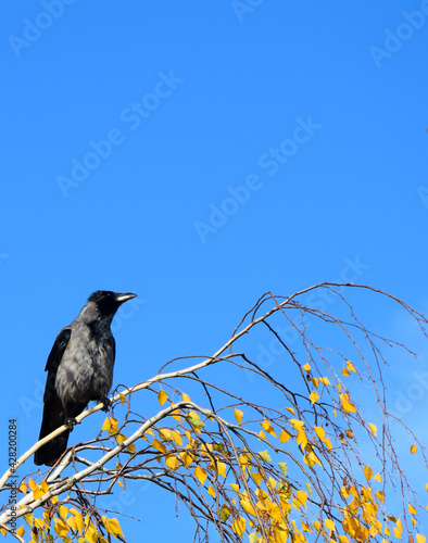 Wrona na brzozie na tle błękitnego nieba © Marek