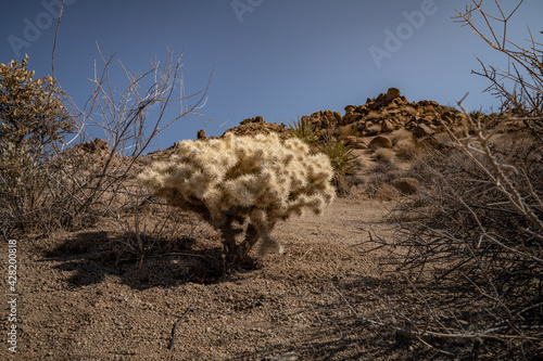 Cholla Cactus