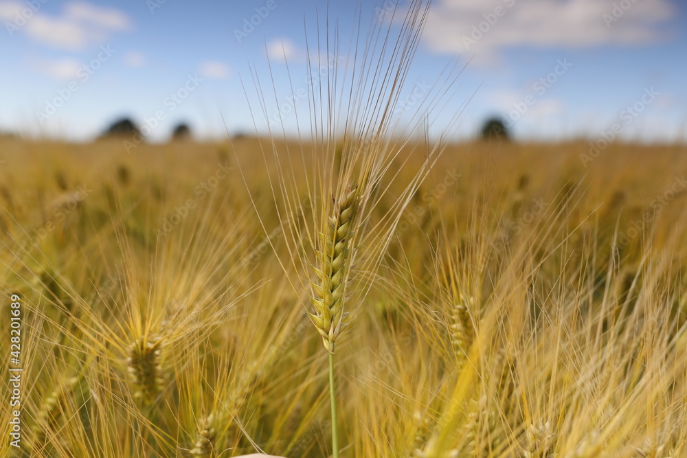 Fototapeta premium Korn Getreide