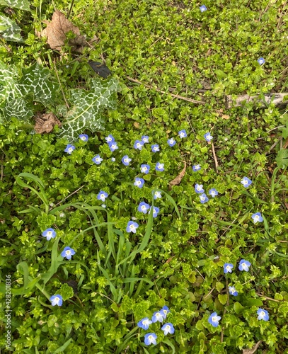 Prague Czech Republic Wildflowers Spring