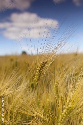 Weizen Korn Getreide