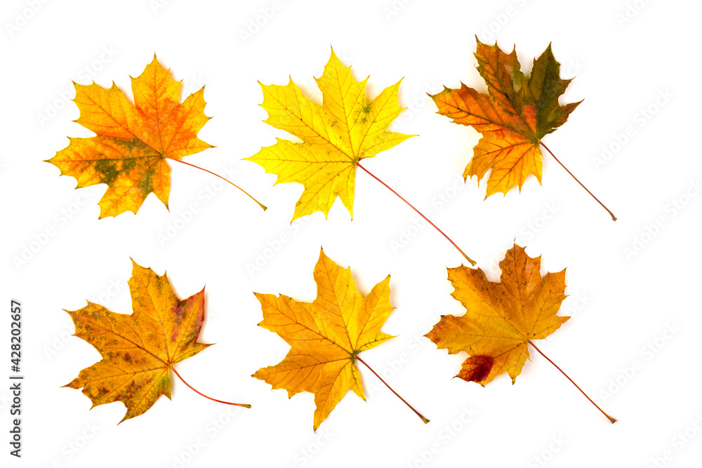 Fototapeta premium Autumn maple leaf close-up on white background. rich color background