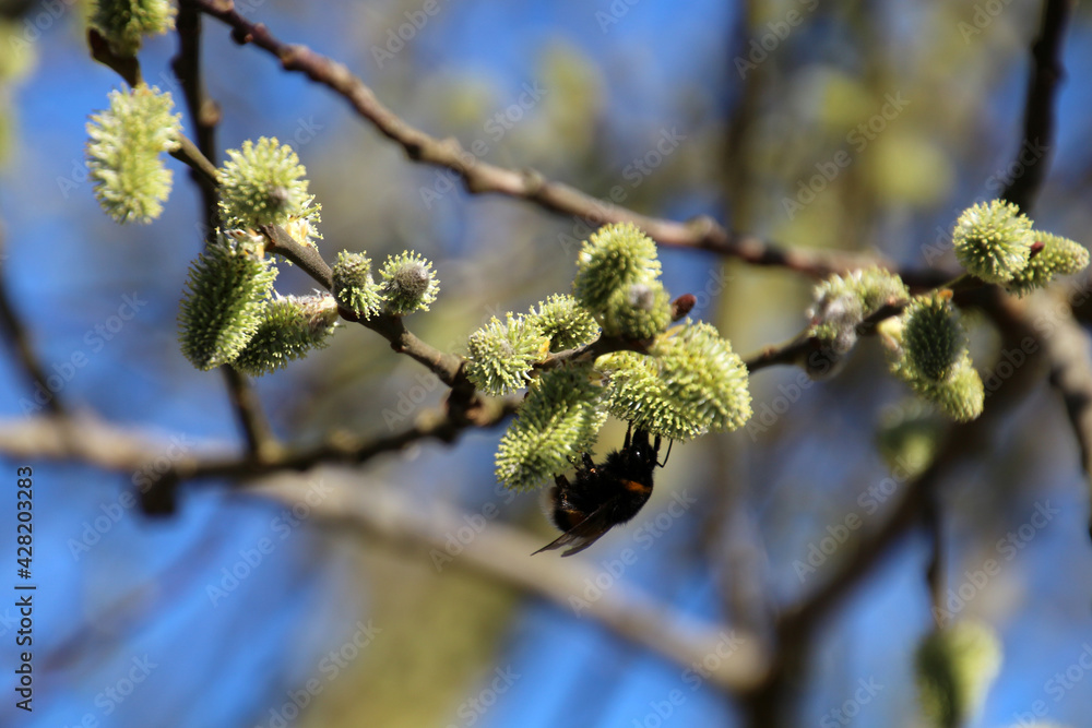 Bumble Bee collecting nectar from a blossom of Pussy willow Bumble Bee collecting nectar from a blossom of Pussy willow