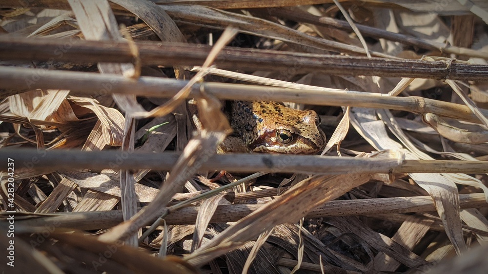 frog is hiding in dry grass