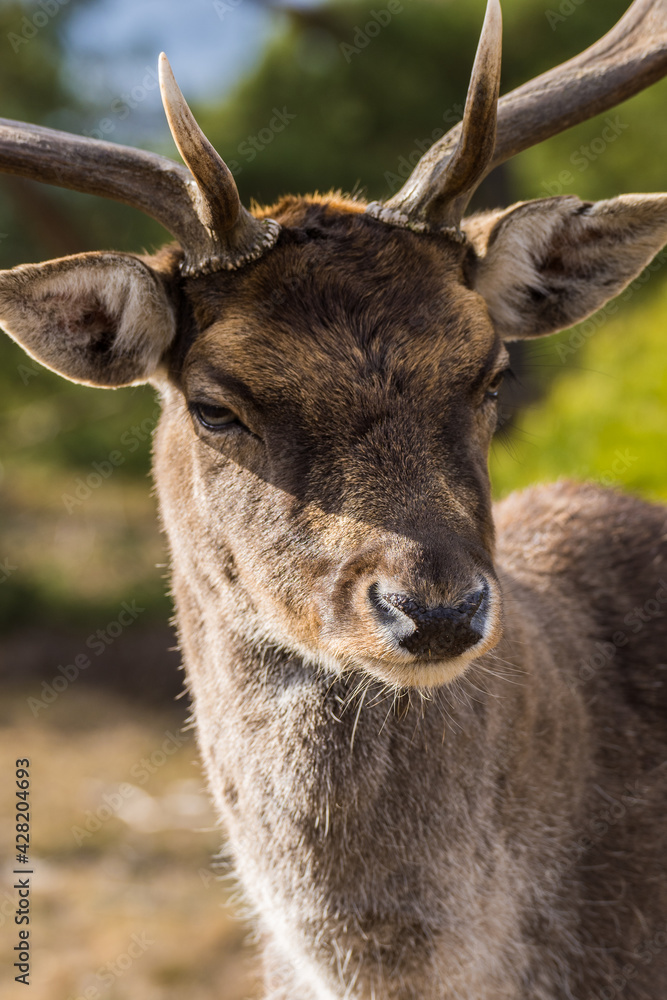 Hirsch Hirsch