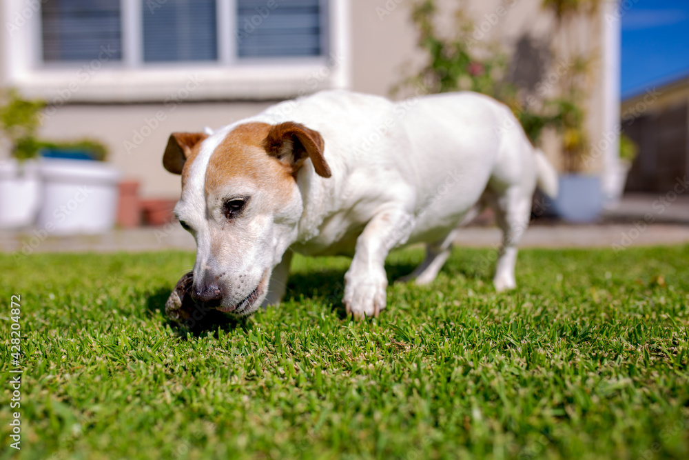 Jack Russell Terrier Chewing a Bone