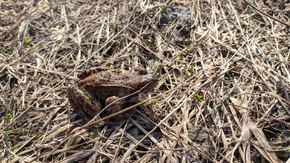 Fototapeta premium a frog on dry grass