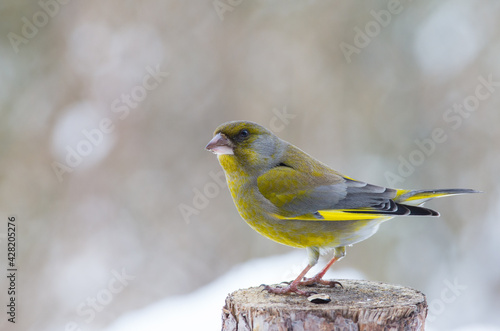 Dzwoniec - Chloris chloris