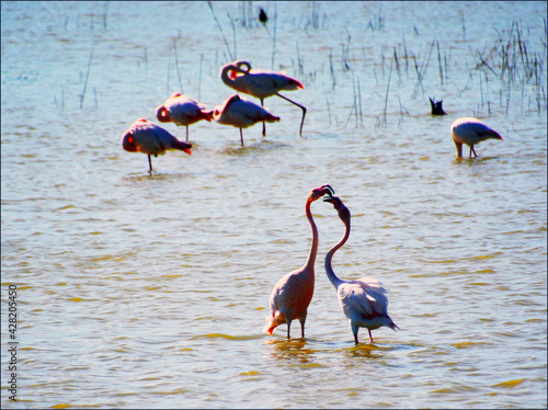 Flamingos in Salt Lake in Larnaca, Cyprus