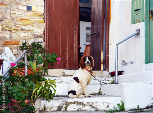 Dog in Lefkara, Cyprus