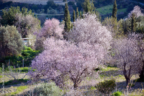 Almond trees in blossom, Lefkara, Cyprus