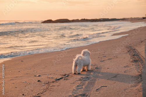 Fototapeta Naklejka Na Ścianę i Meble -  Back view of small white furry puppy on the beach watching the ocean tide at sunset