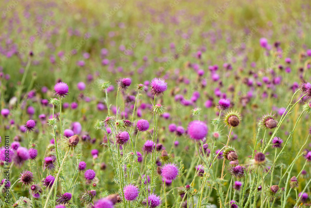 Thistle blooms in the top of the mountains, sunlight color Thistle blooms in the top of the mountains, sunlight color