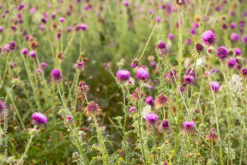 Thistle blooms in the top of the mountains, sunlight color
