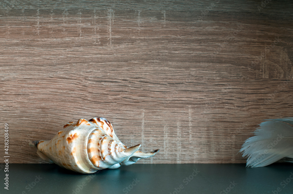Seashell on a studio background, imitation wood background.