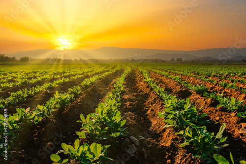 Landscape of peanuts plantation in countryside Thailand near mountain at evening with sunshine, industrial agriculture photo