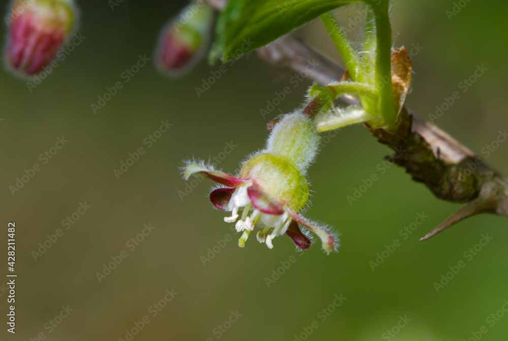 Closeup of the tiny flower of a Green Gooseberry Closeup of the tiny flower of a Green Gooseberry