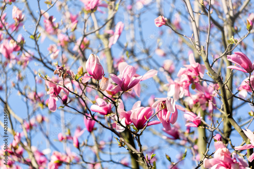 Beautiful magnolia tree bloossom in Spring time Beautiful magnolia tree bloossom in Spring time