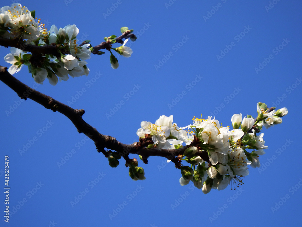Prunus domestica, białe kwiaty śliwy na niebieskim tle, kwitnąca śliwa, białe kwiaty na tle niebieskiego nieba, blooming plum against the blue sky - obrazy, fototapety, plakaty 