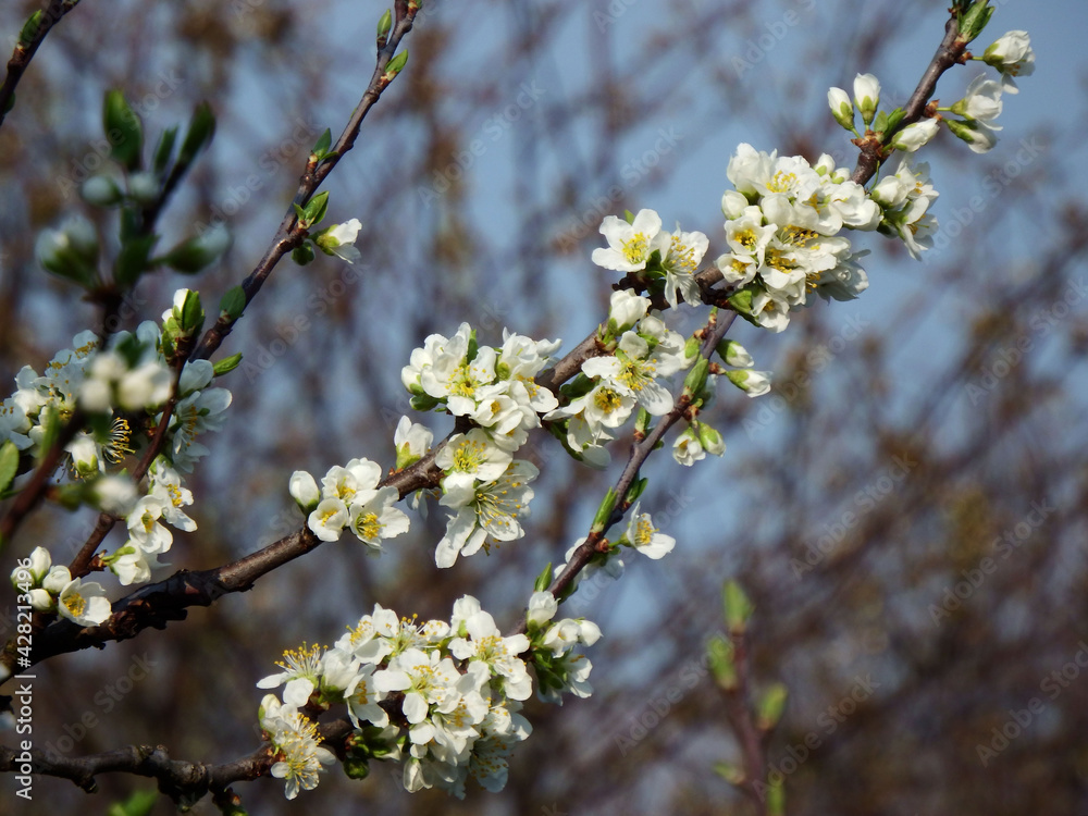 Prunus domestica, białe kwiaty śliwy na niebieskim tle, kwitnąca śliwa, białe kwiaty na tle niebieskiego nieba, blooming plum  - obrazy, fototapety, plakaty 