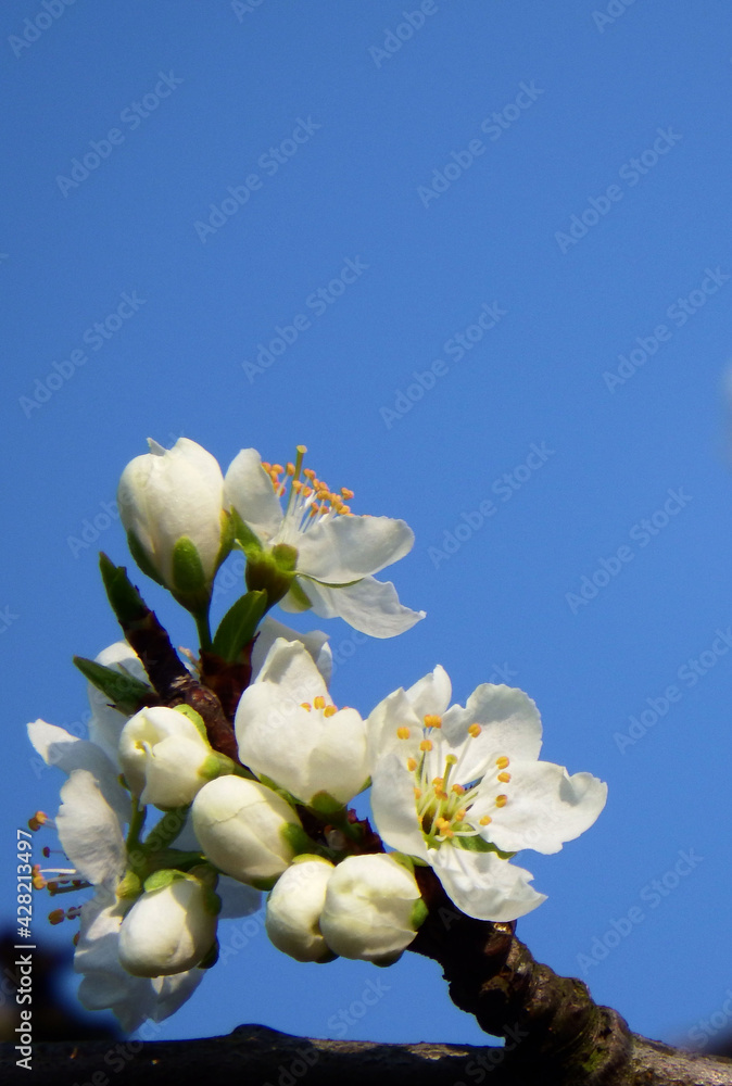 Prunus domestica, białe kwiaty śliwy na niebieskim tle, kwitnąca śliwa, białe kwiaty na tle niebieskiego nieba, blooming plum against the blue sky - obrazy, fototapety, plakaty 
