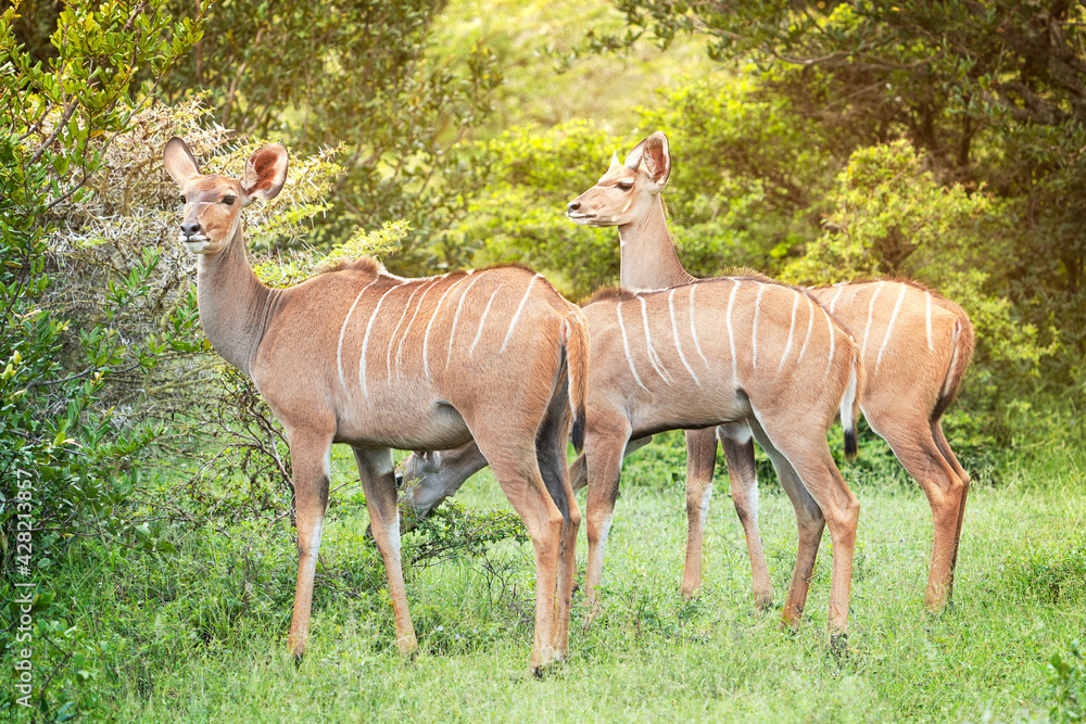 Fototapeta premium Group of three south african reddish brown antelope kudu with stripes on skin peacefully standing and eating green bush at a sunny day in savannah of selous game reserve or serengeti. Horizontal image