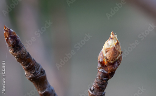 A drop of juice on a brown pear bud
