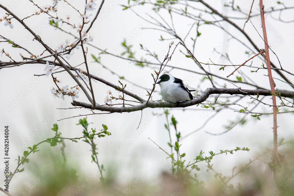 Collared Flycatcher bird (Ficedula albicollis) Singing Bird Collared Flycatcher bird (Ficedula albicollis) Singing Bird