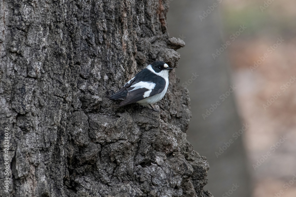 Collared Flycatcher bird (Ficedula albicollis) Singing Bird Collared Flycatcher bird (Ficedula albicollis) Singing Bird