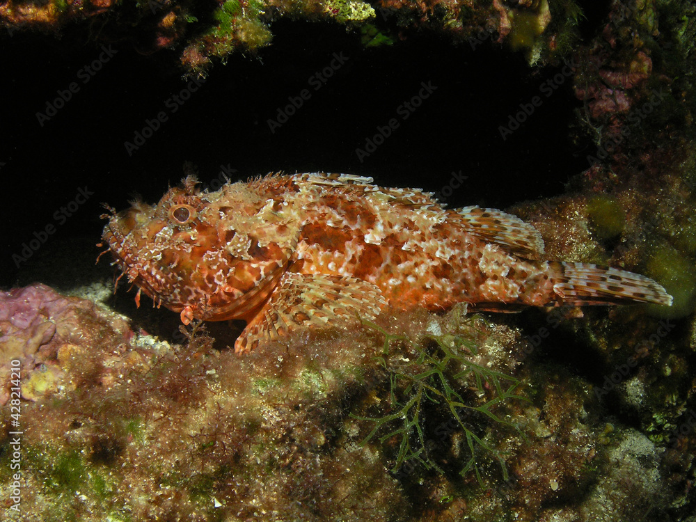 Scorpionfish in Adriatic sea, Croatia