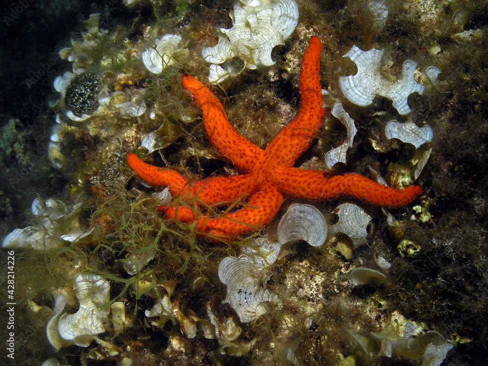 Mediterranean red sea star in Adriatic sea, Croatia Mediterranean red sea star in Adriatic sea, Croatia