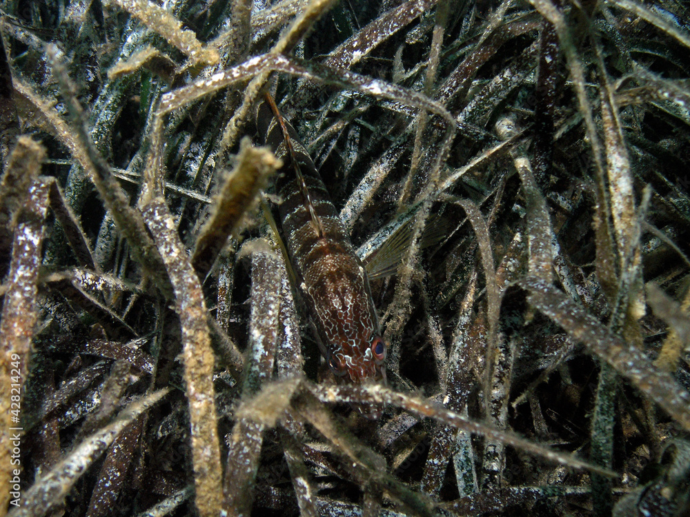 Fototapeta premium Painted comber in Adriatic sea near Hvar island, Croatia