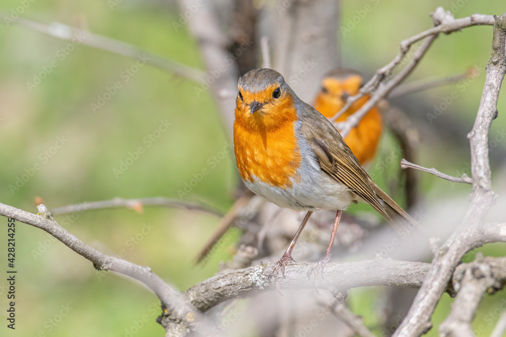 Close up photo of European robin (Erithacus rubecula) Close up photo of European robin (Erithacus rubecula)